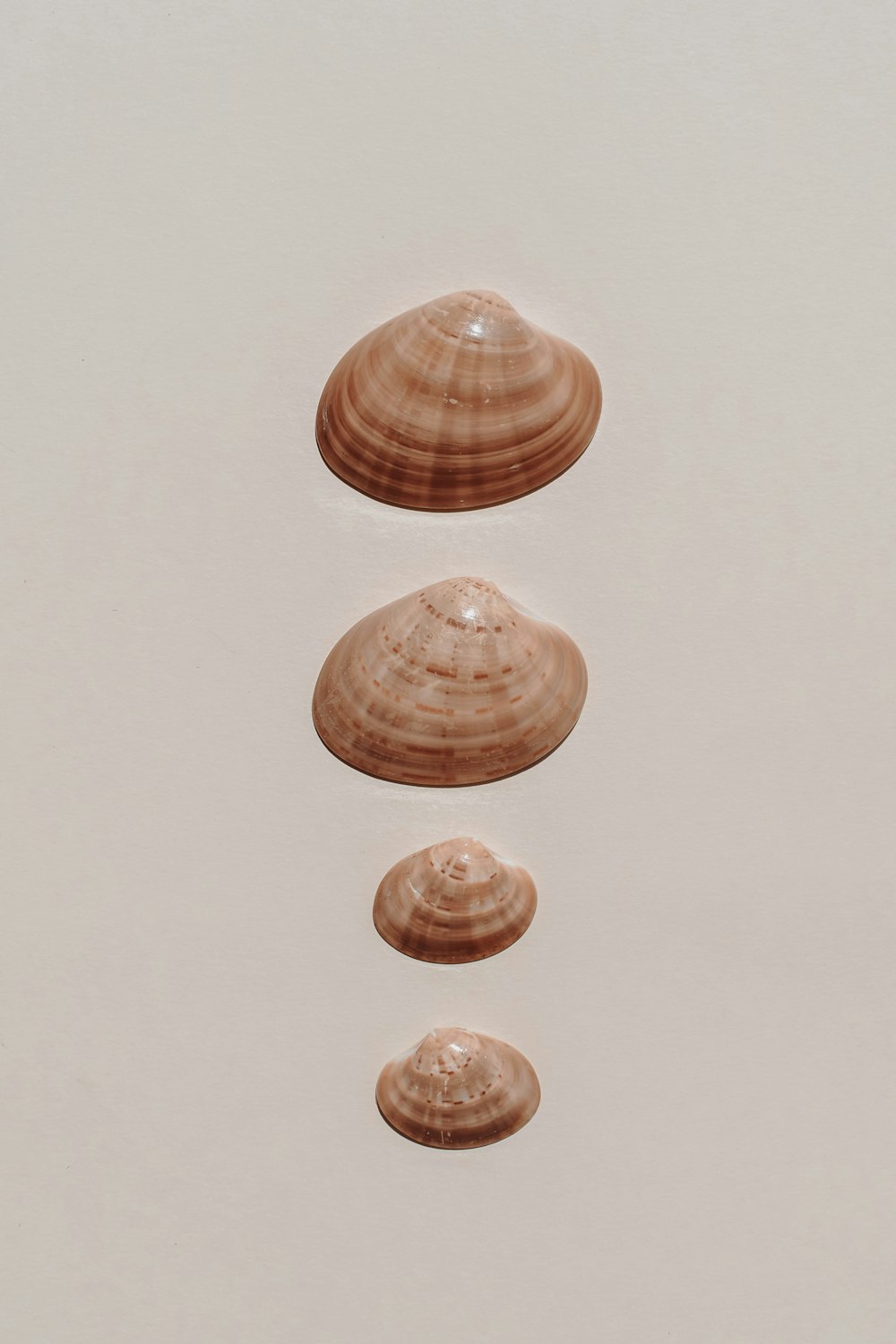 a group of three seashells floating on top of a body of water