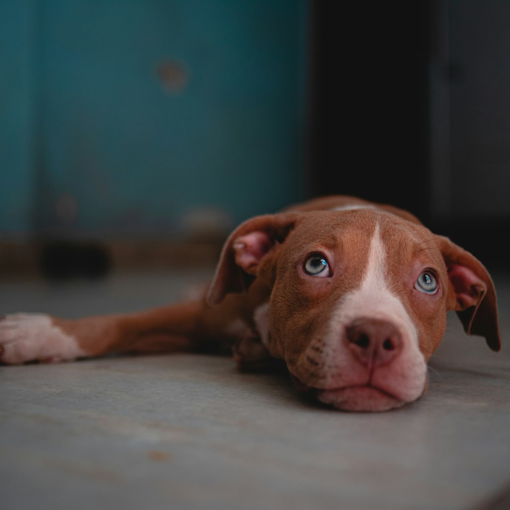 a brown and white dog laying on the floor