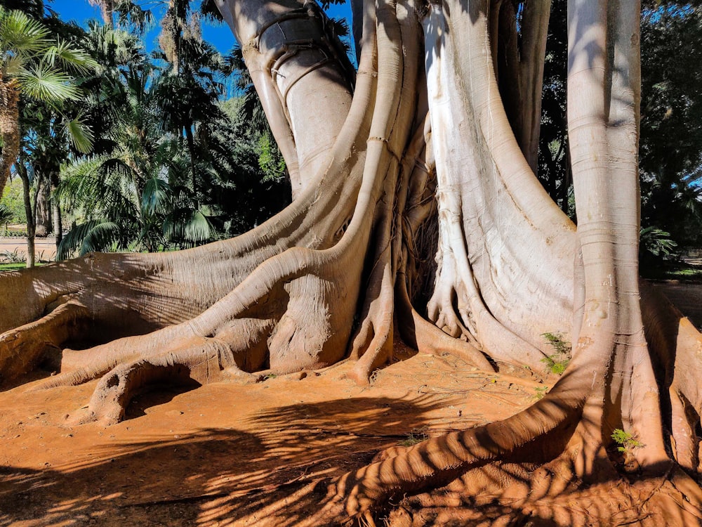 a large tree with very large roots in a park