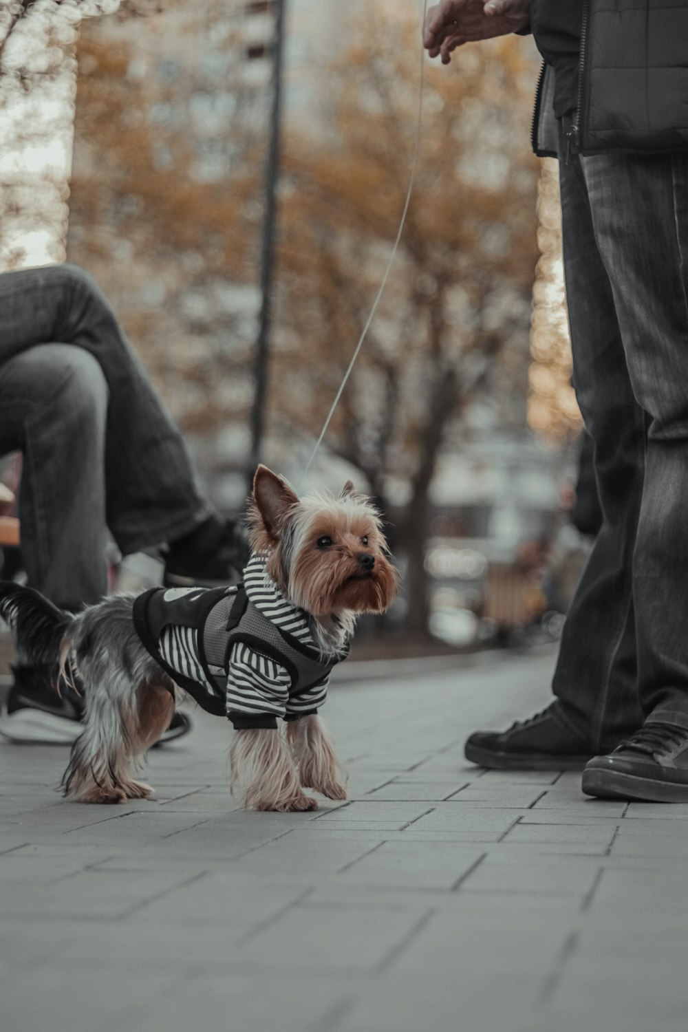 a small dog wearing a sweater on a leash