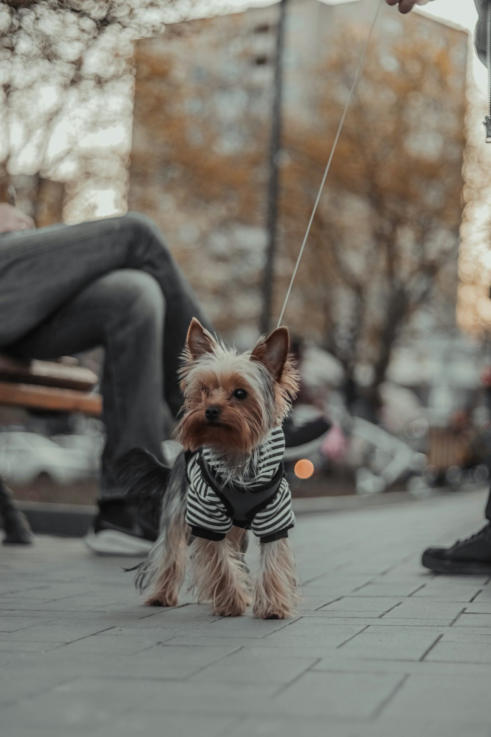 a small dog wearing a sweater on a leash