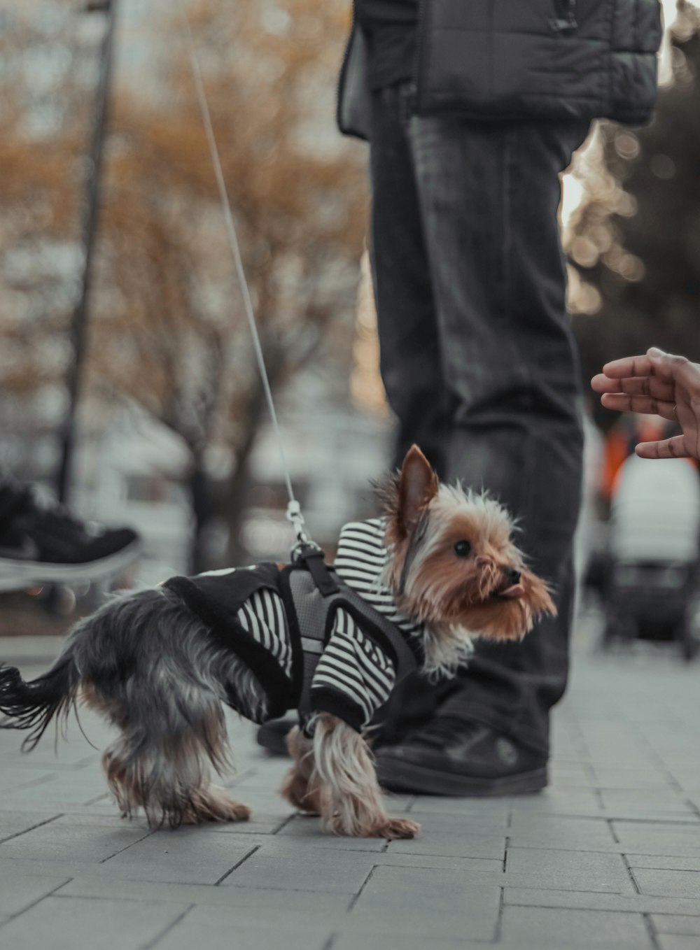 a small dog wearing a sweater on a leash