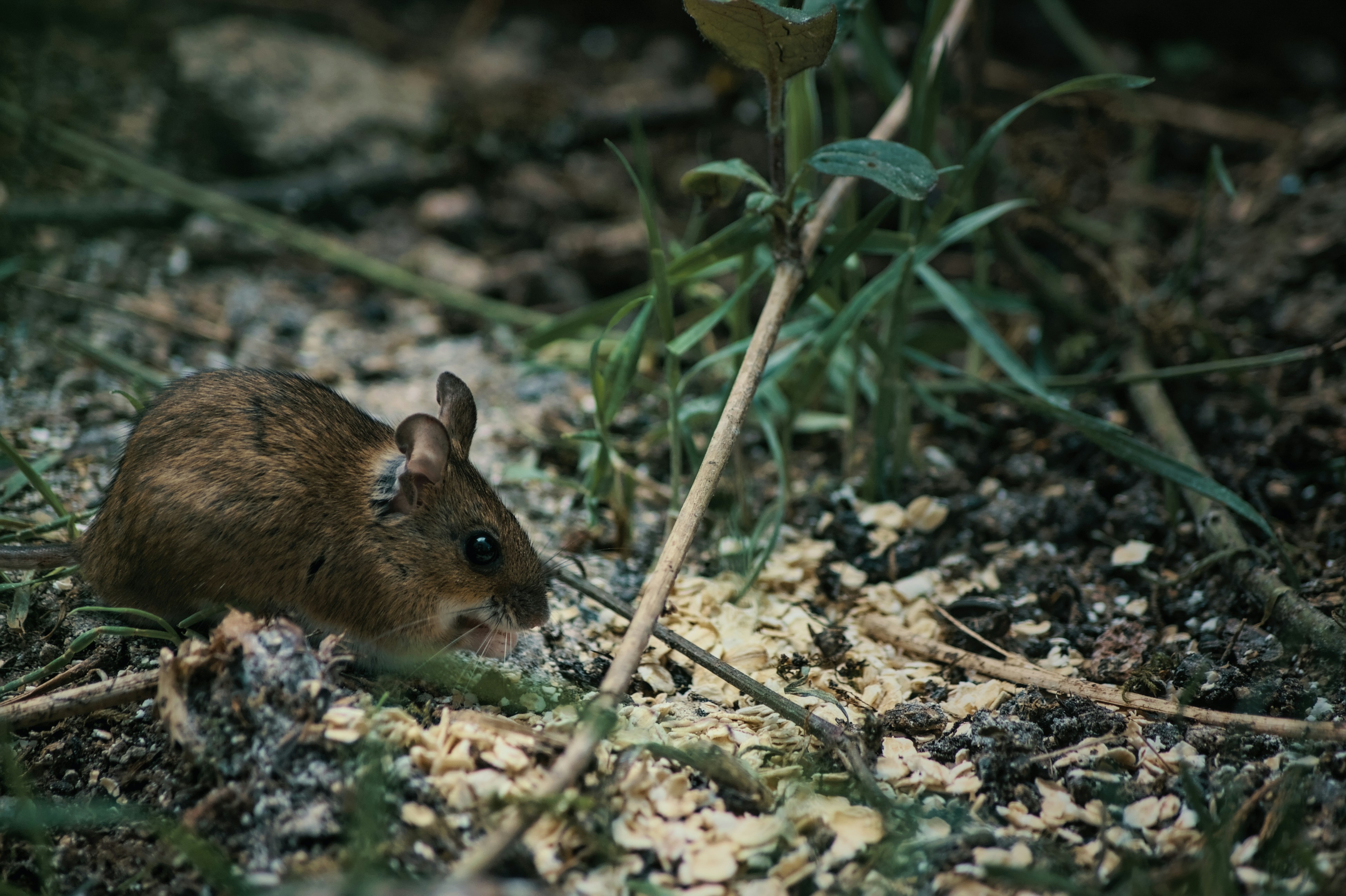 Resourceful Foragers (image credits: unsplash)
