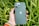 A hand holding a green smartphone with a visible Apple logo on its back, set against a backdrop of lush green plants with variegated leaves. The phone's camera lenses are prominent, and the person is wearing a colorful, rainbow-striped wristband.