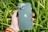 A hand holding a green smartphone with a visible Apple logo on its back, set against a backdrop of lush green plants with variegated leaves. The phone's camera lenses are prominent, and the person is wearing a colorful, rainbow-striped wristband.