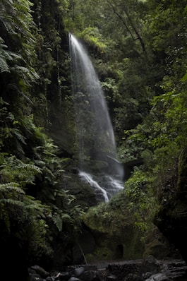 a waterfall in the middle of a forest
