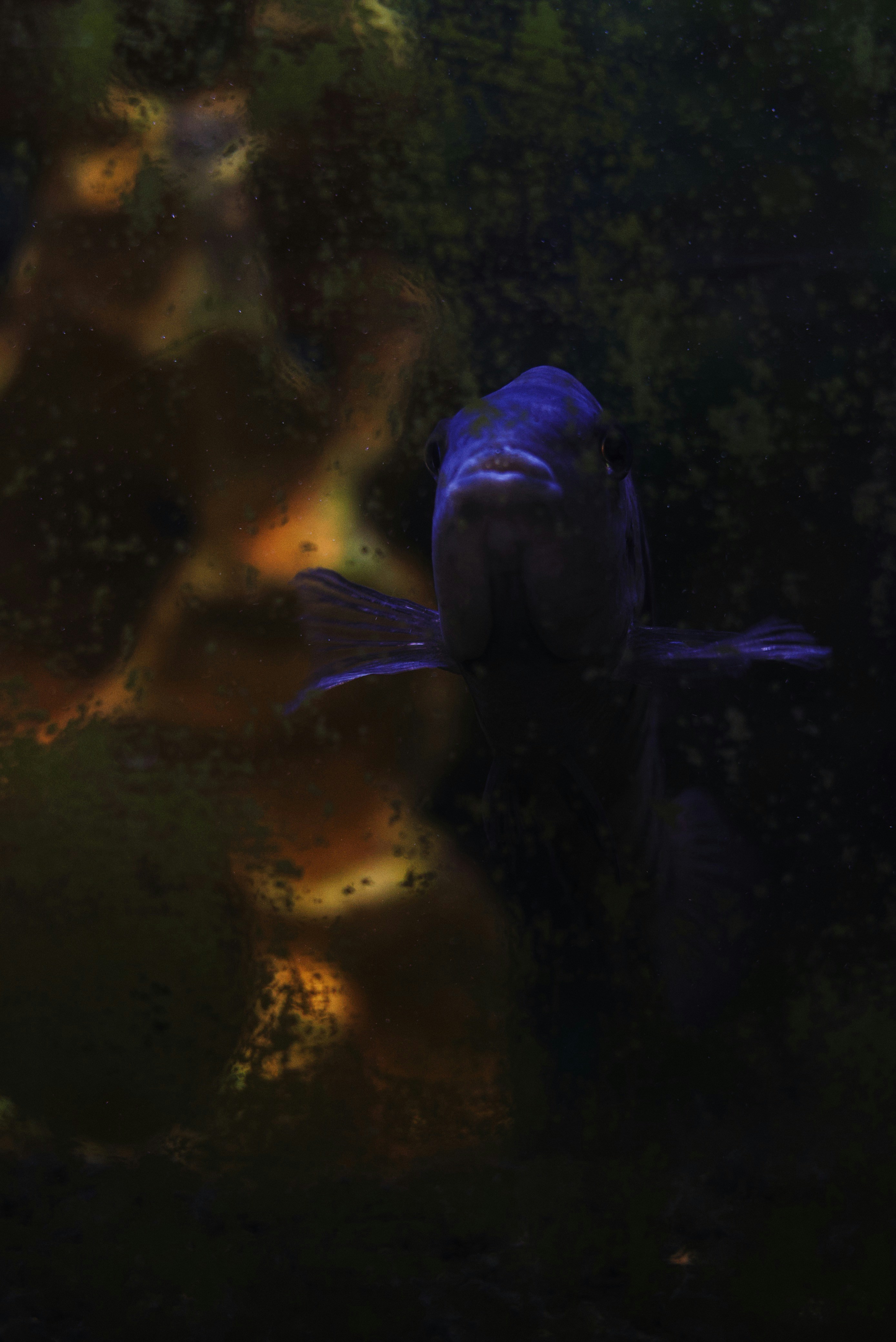 Photo by sesambrotchen