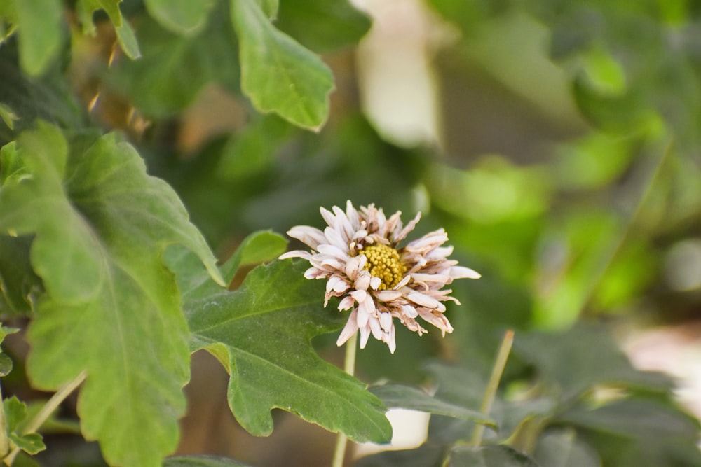 a pink flower with a yellow center surrounded by green leaves