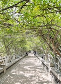 a walkway is lined with trees and benches