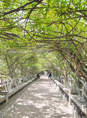 a walkway is lined with trees and benches