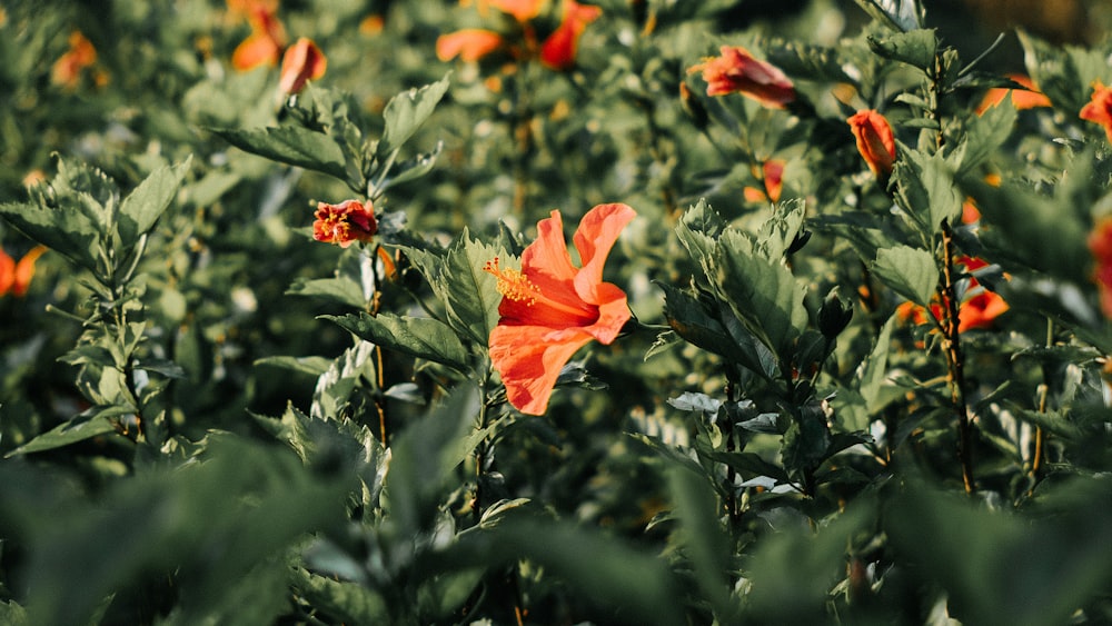 a field of orange flowers with green leaves