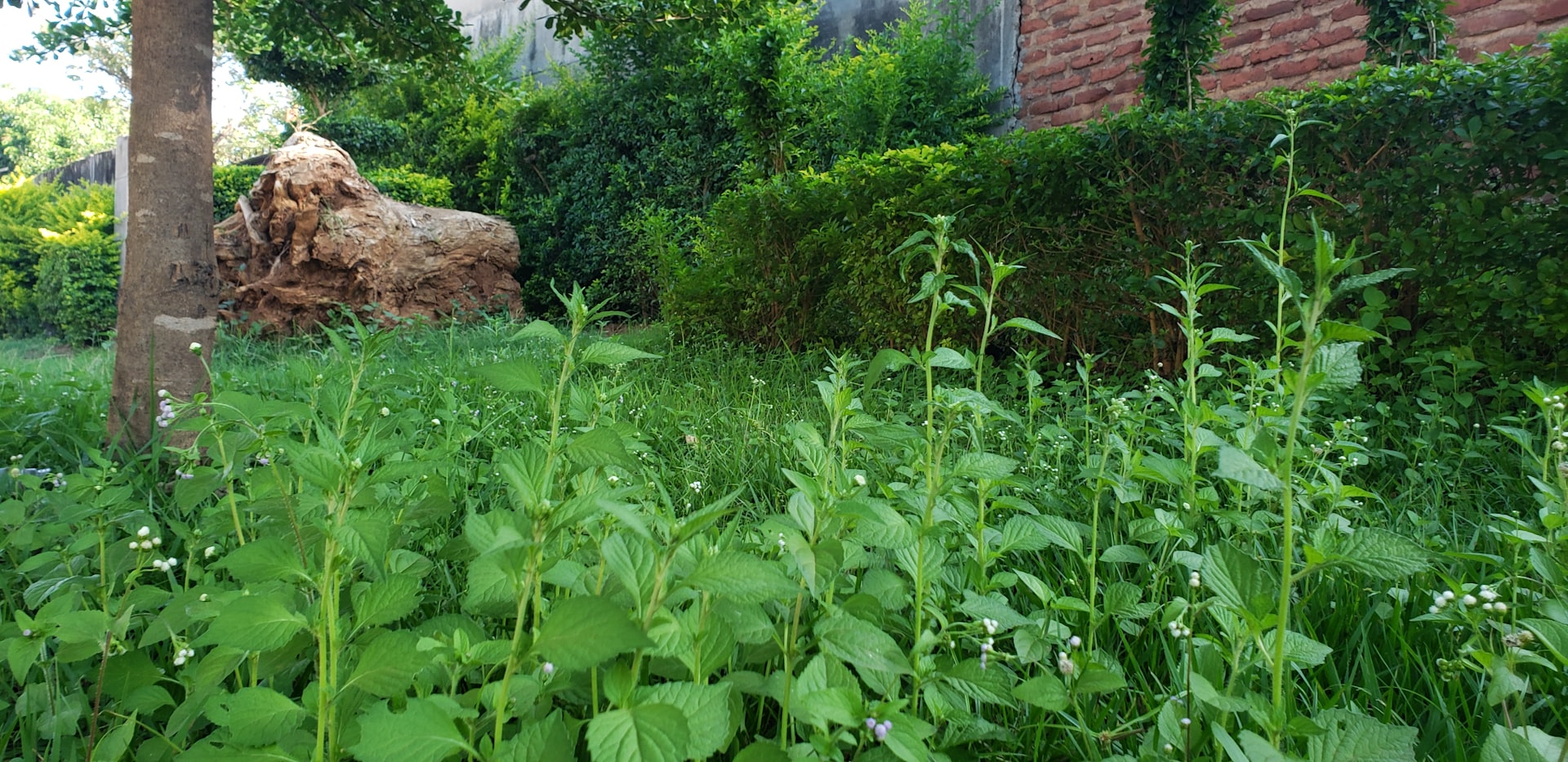 Vast green field extending next to a red brick building under the Lilongwe sun