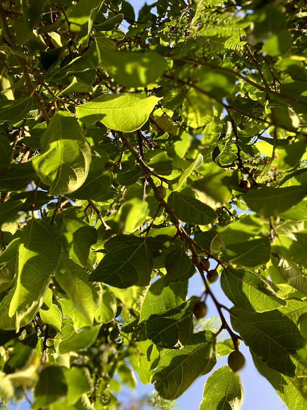 the leaves of a tree are green against a blue sky