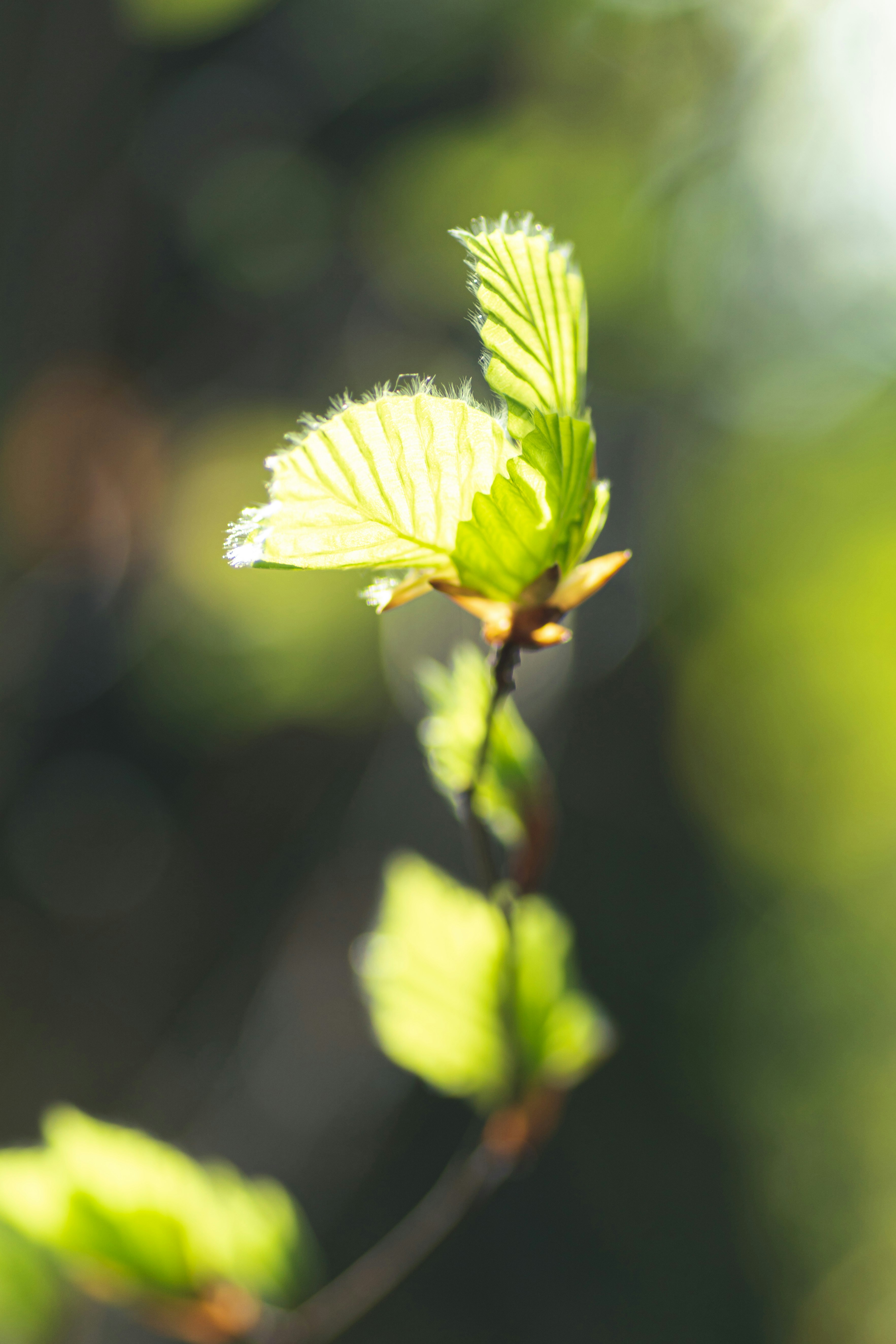 Photo by achimr