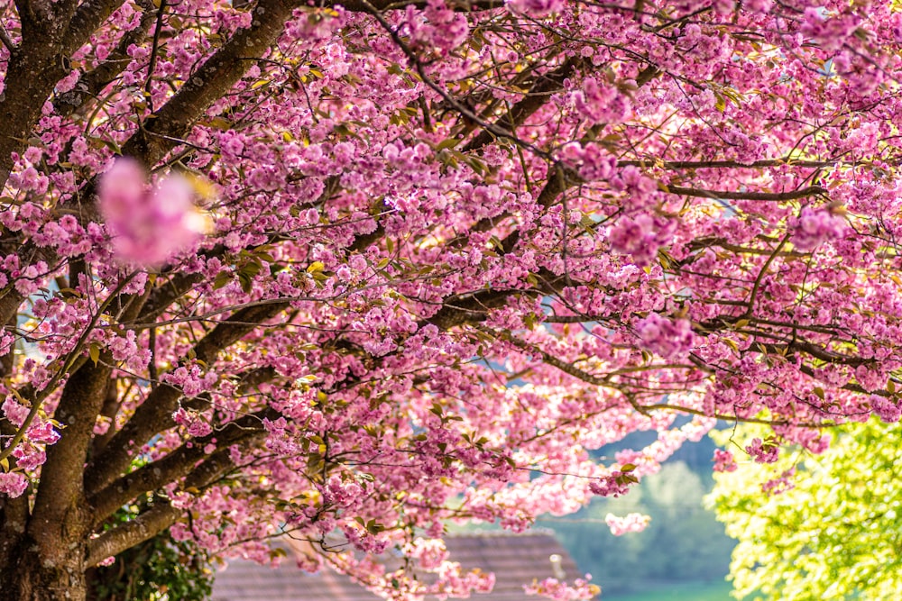 a tree with lots of pink flowers on it