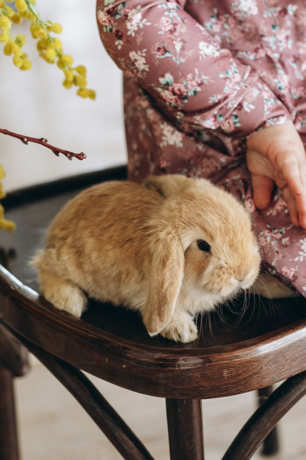 a small rabbit sitting on top of a wooden chair