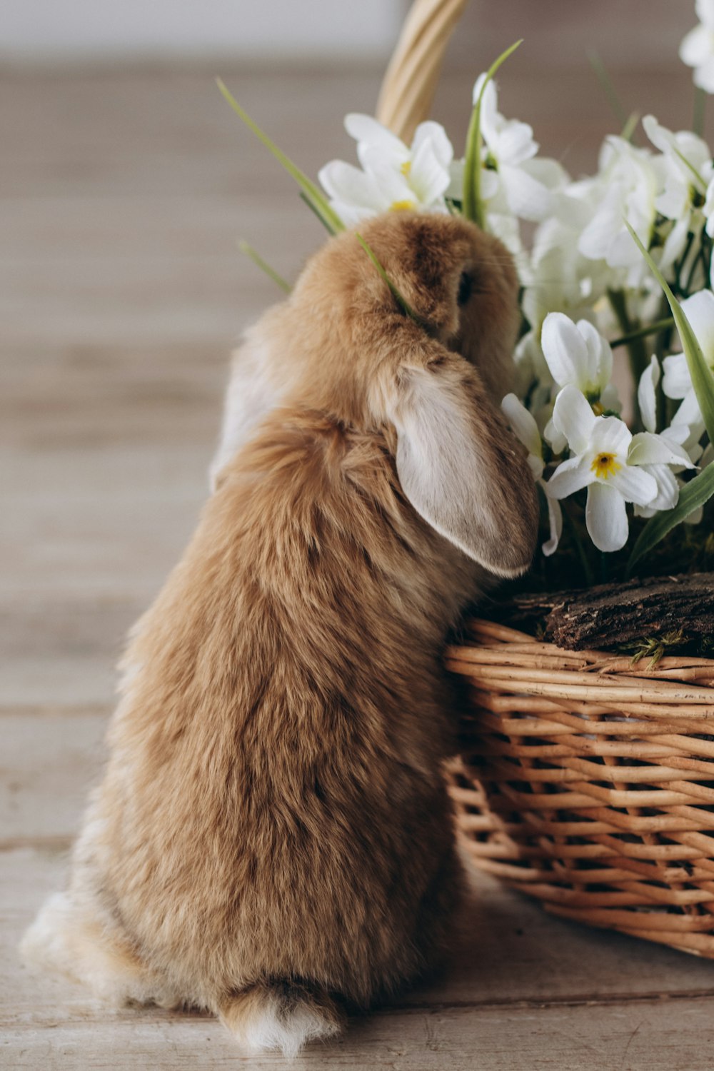 a small bunny sitting next to a basket of flowers