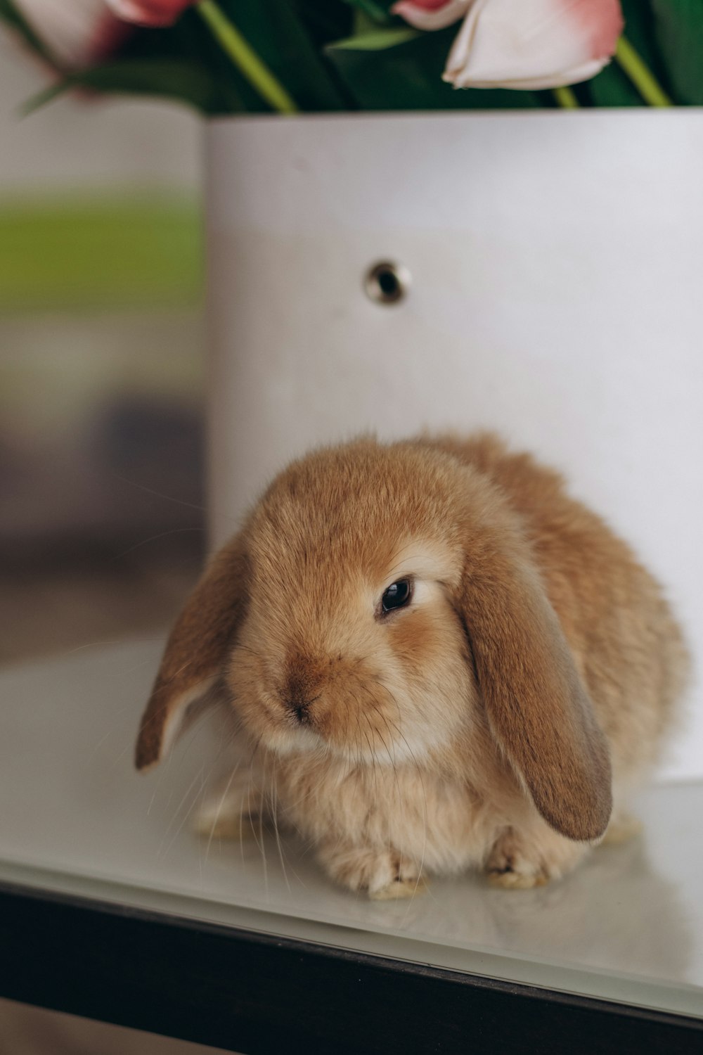 a small rabbit sitting on top of a table
