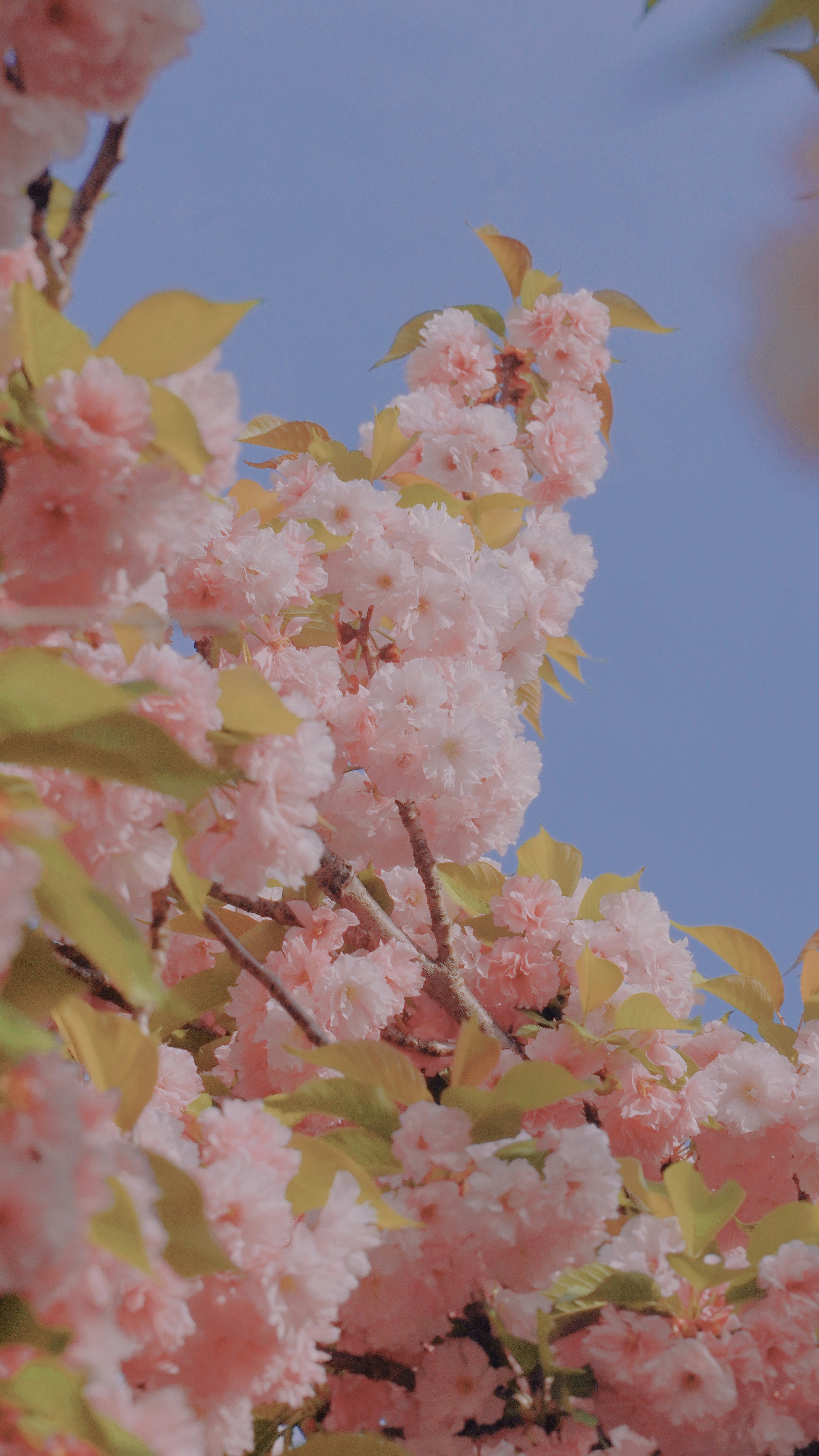 Photo by fenmeihandai