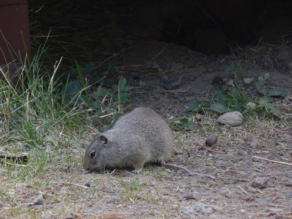 a small rodent sitting on the ground in the grass