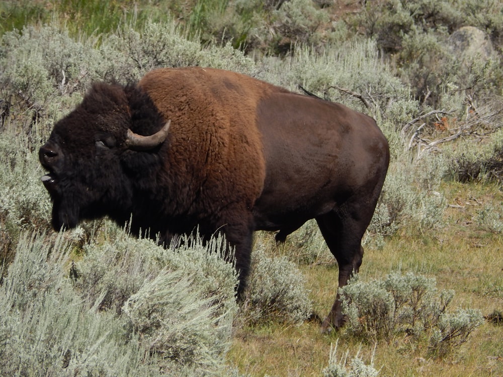 a bison is standing in a grassy field