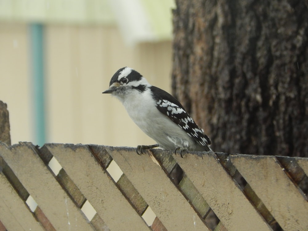 a black and white bird sitting on a wooden fence