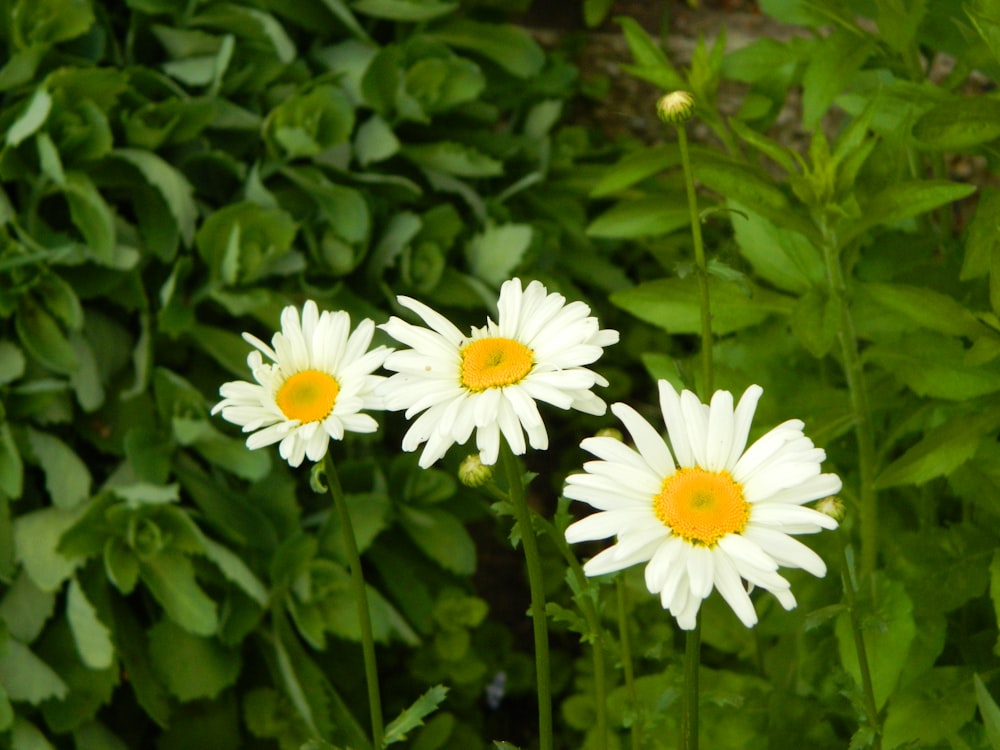 a group of white and yellow flowers in a field