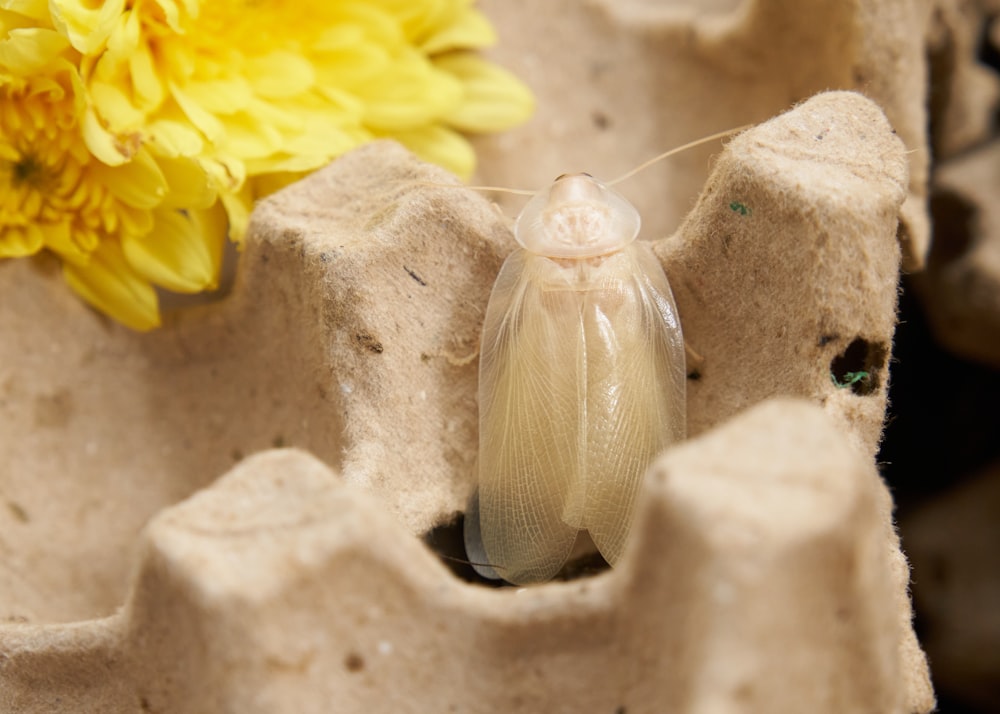 a close up of a bug on a rock