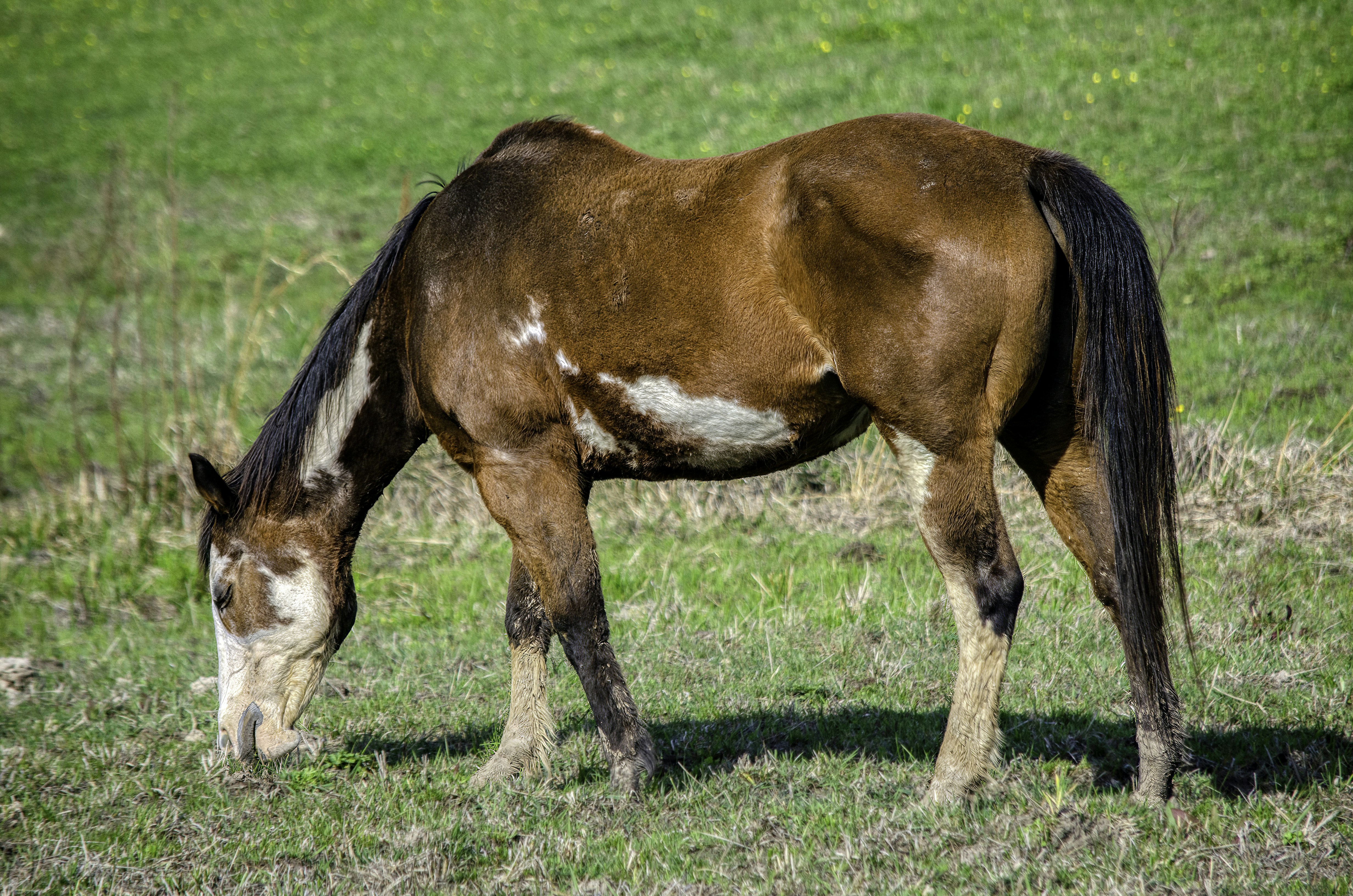 a brown and white horse eating grass in a field