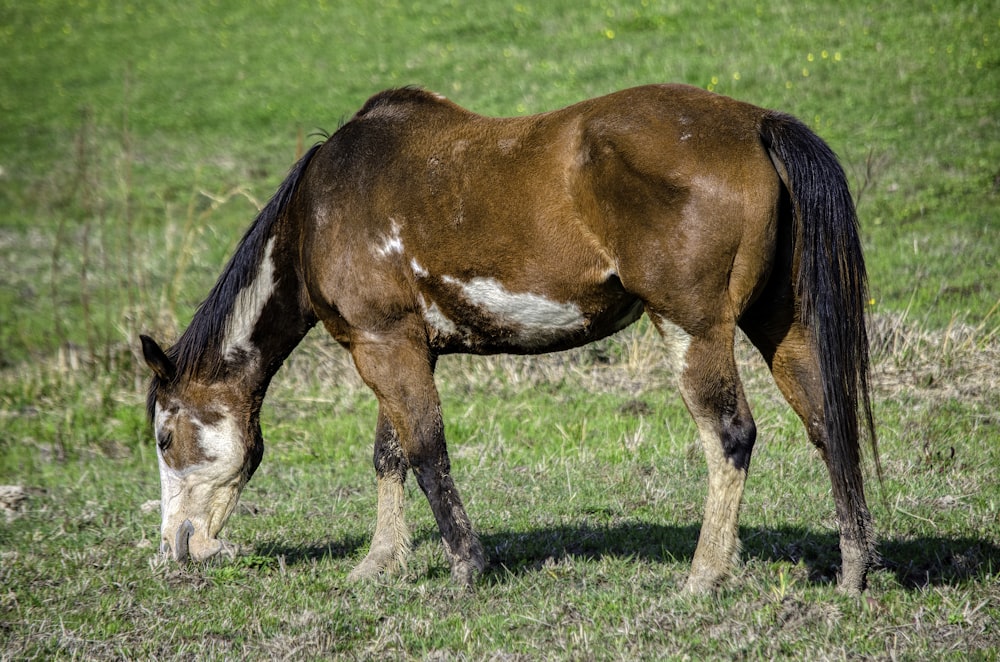 a brown and white horse eating grass in a field