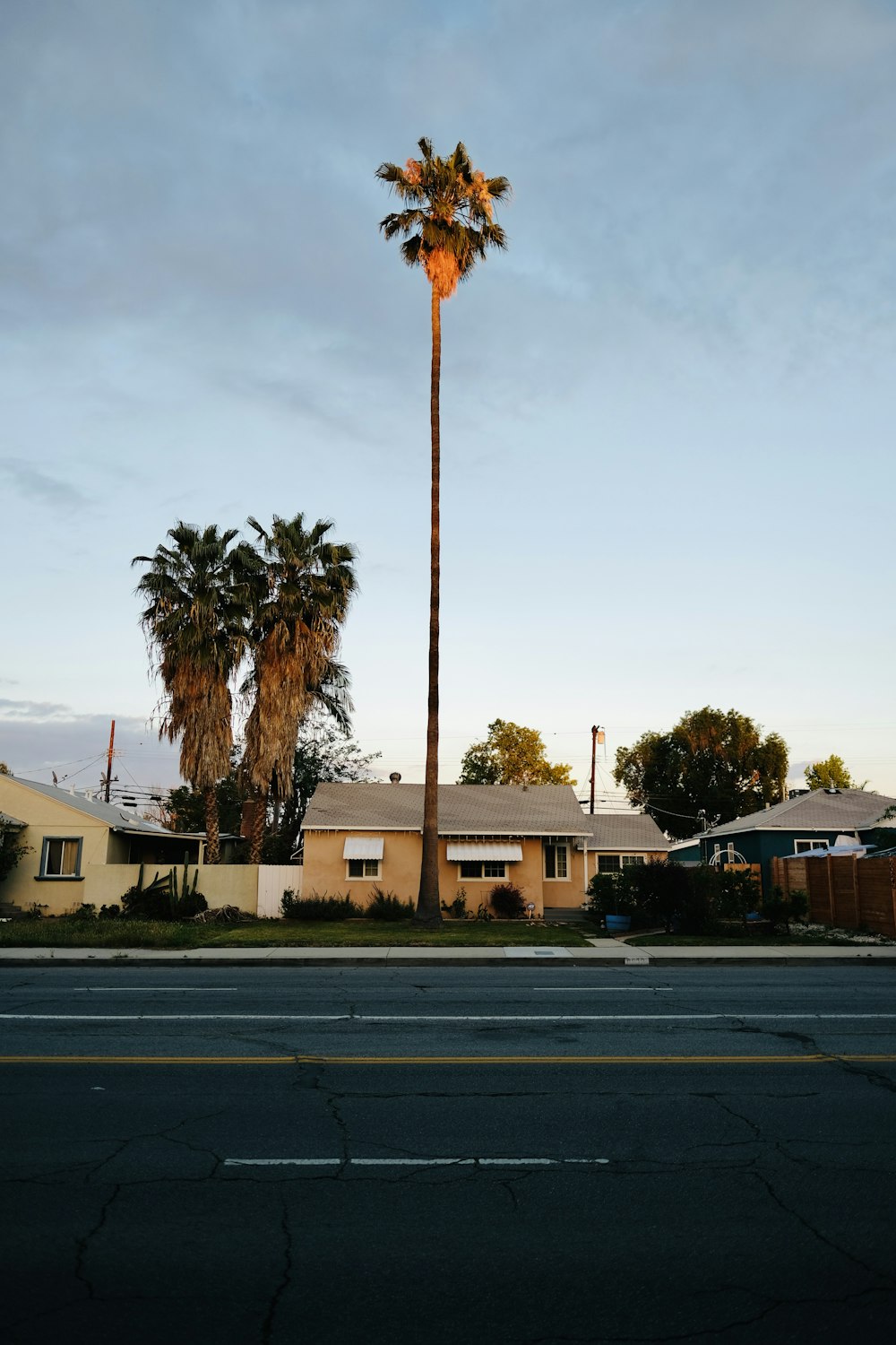 a palm tree in front of a house