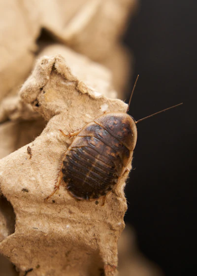 A bed bug on a paper surface