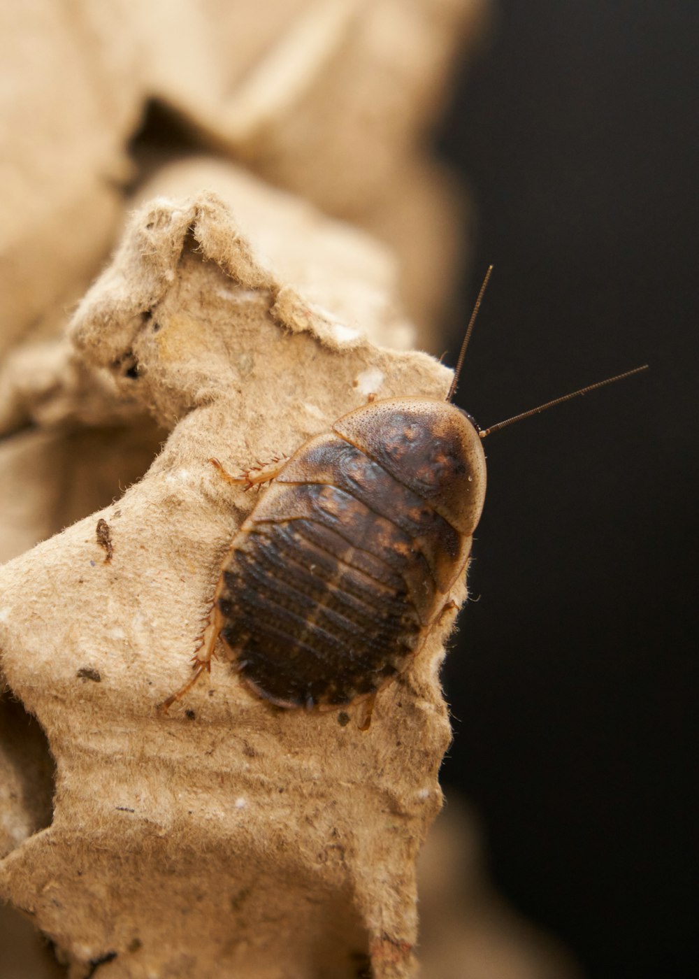 a bed bug crawling on a piece of paper