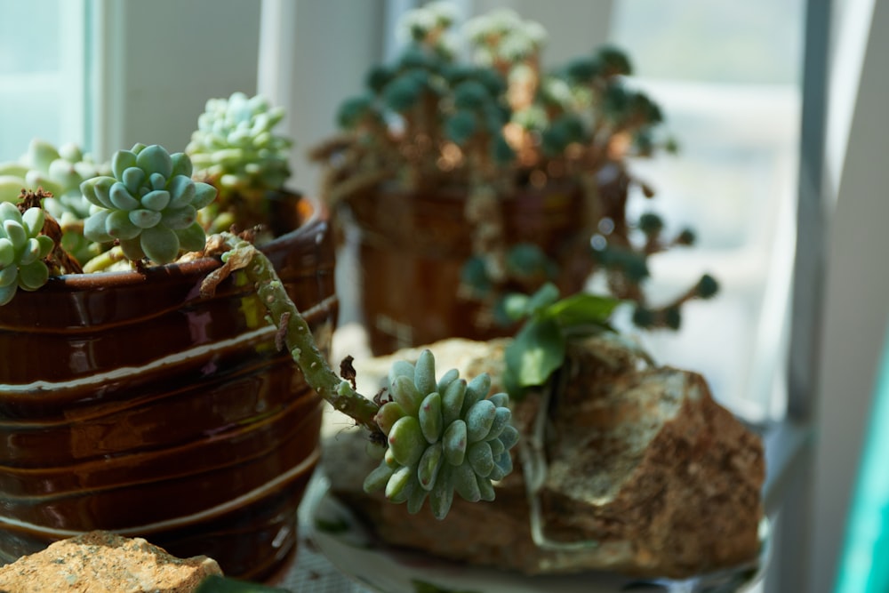 a couple of potted plants sitting on top of a table