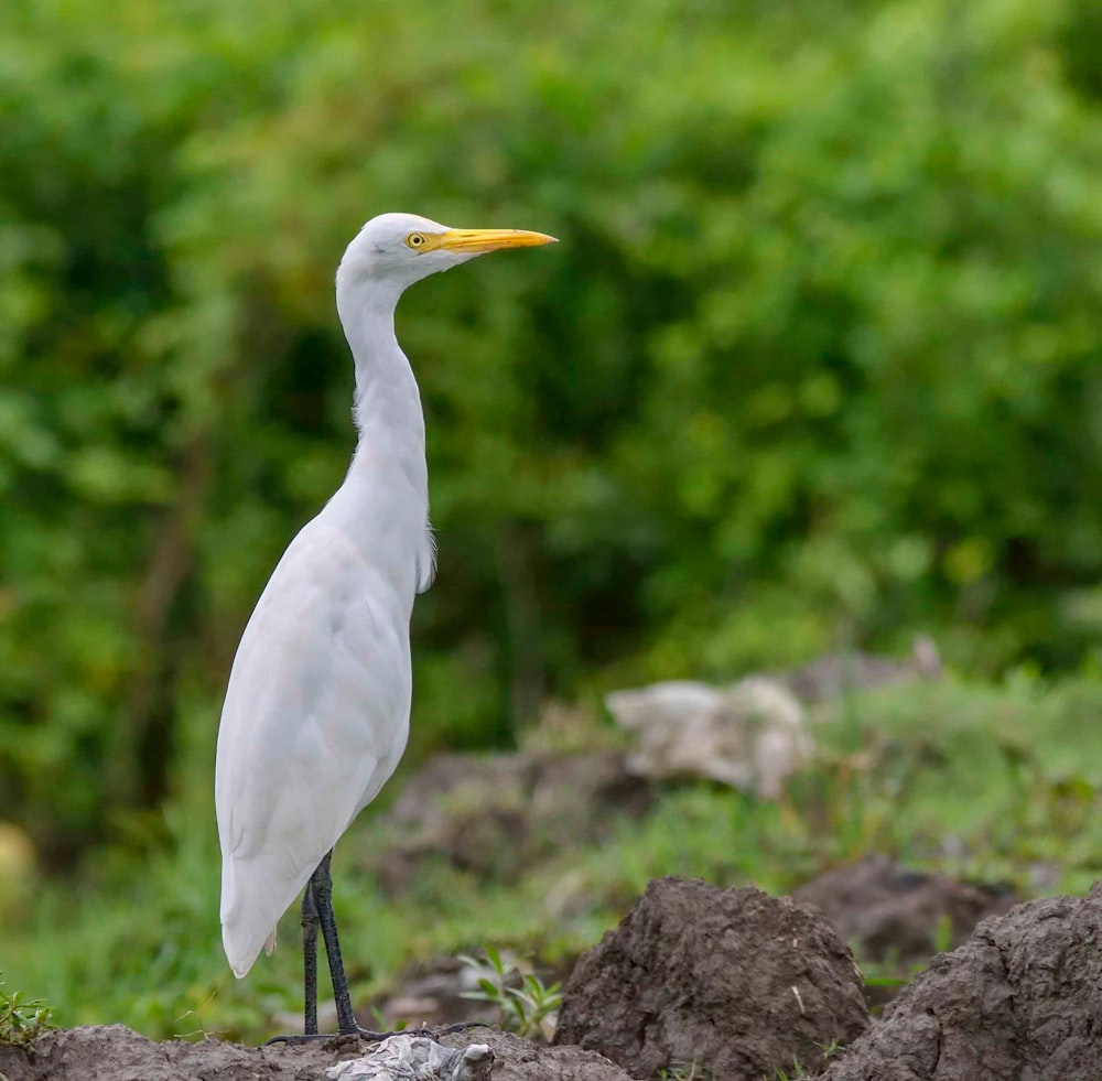a white bird is standing on some rocks