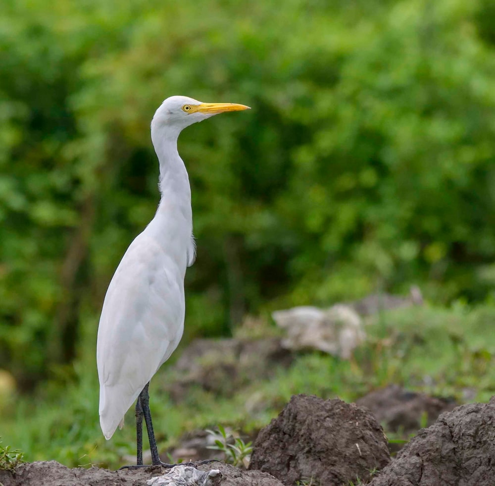 Un pájaro blanco está parado sobre unas rocas