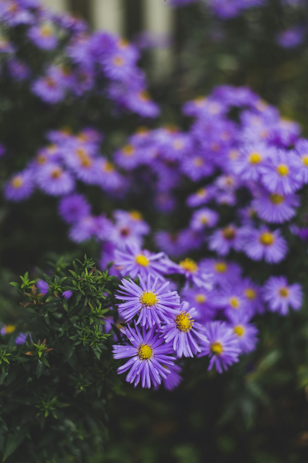 a close up of a flower