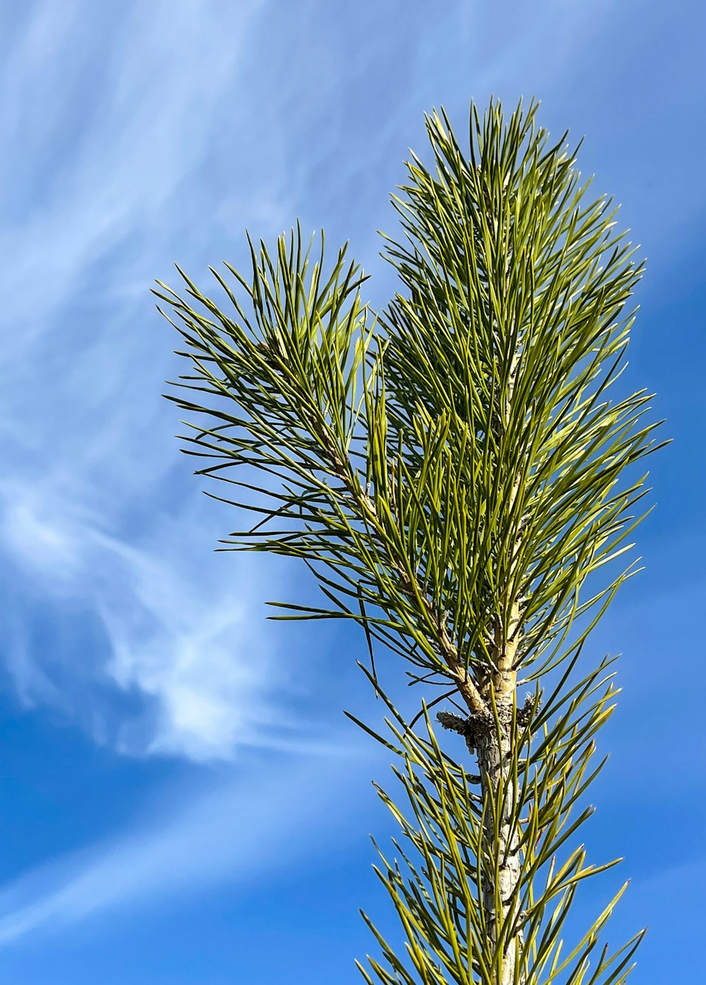 a close up of a pine tree with a blue sky in the background