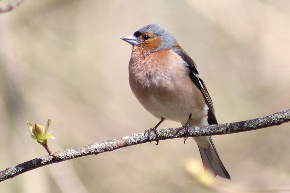 a small bird sitting on a tree branch