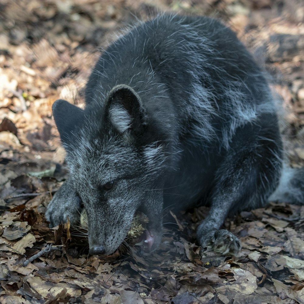 a small black animal laying on top of leaves