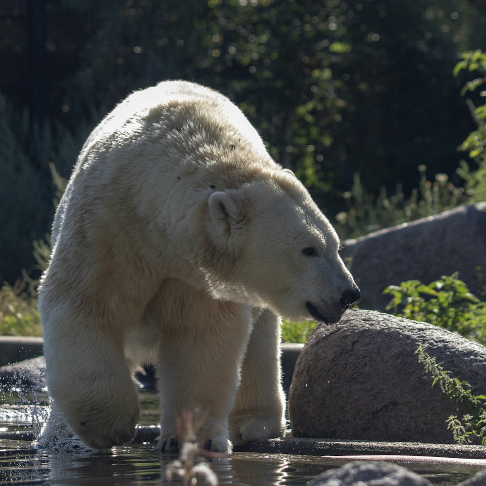 a white polar bear standing on top of a body of water