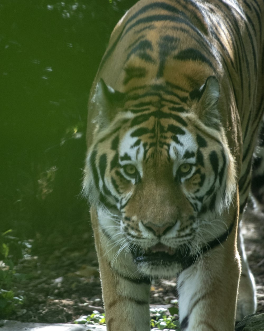a close up of a tiger walking on a path