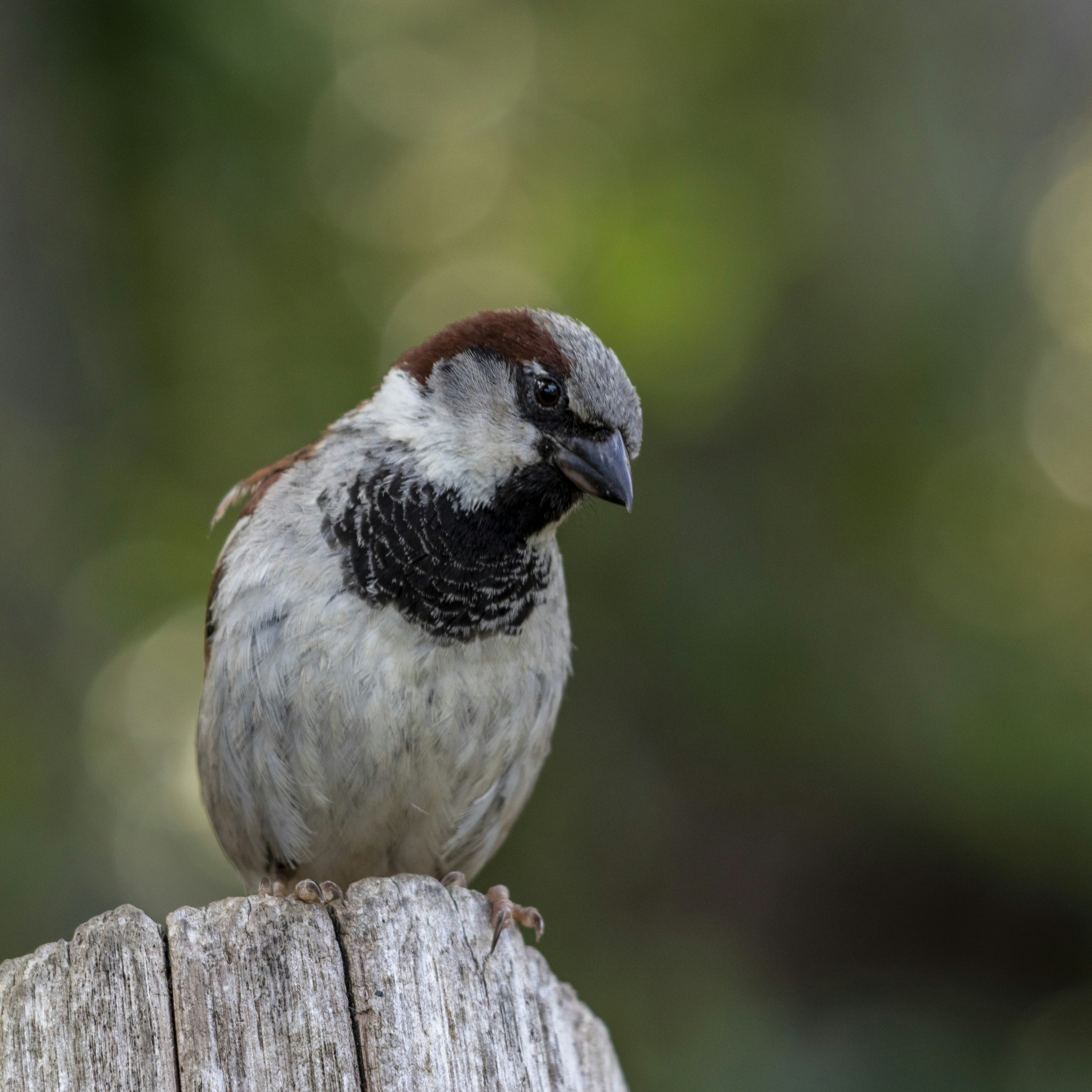 Photo by matthieur68