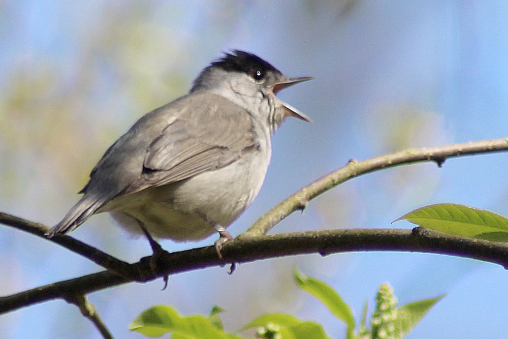 a bird sitting on a branch with its mouth open