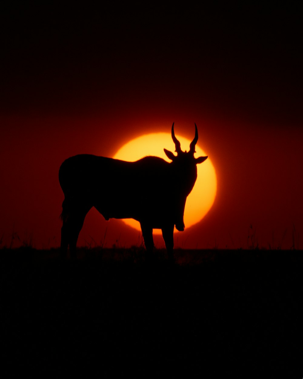 a large animal standing in the middle of a field