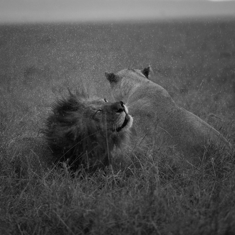 a couple of lions laying on top of a grass covered field