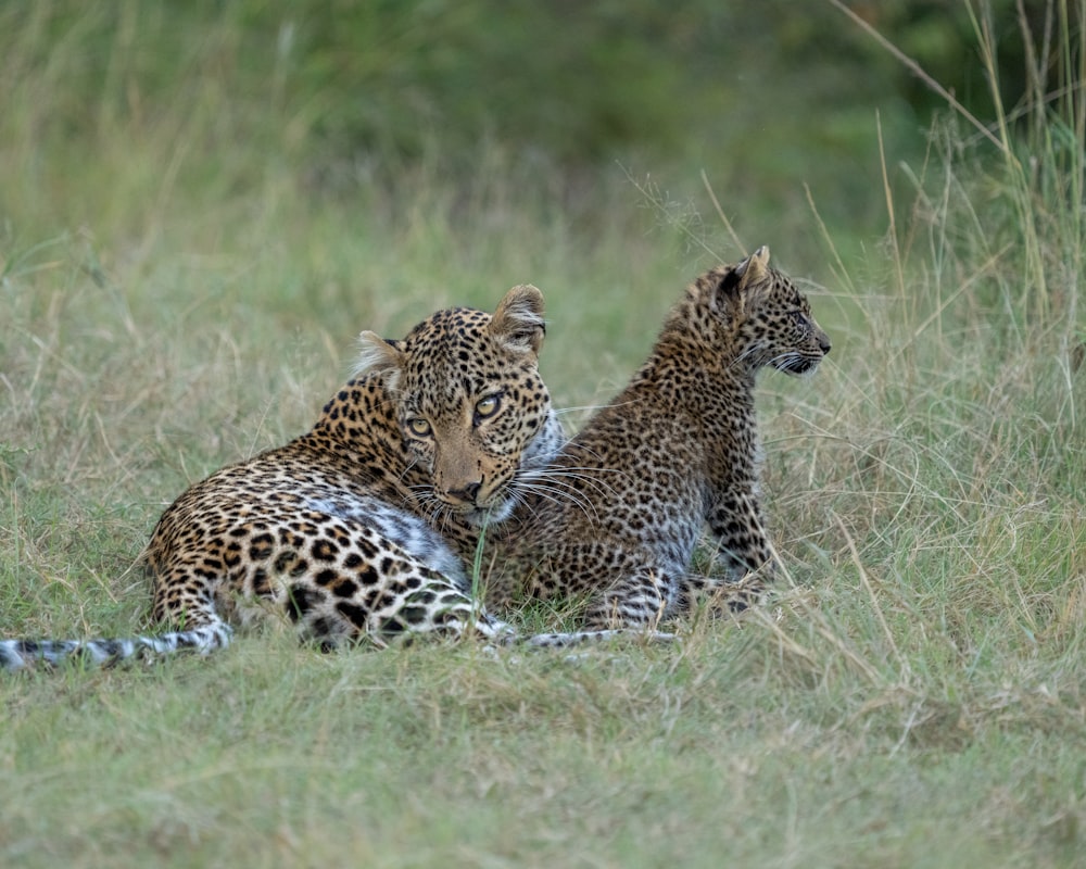 two leopards are sitting in the tall grass