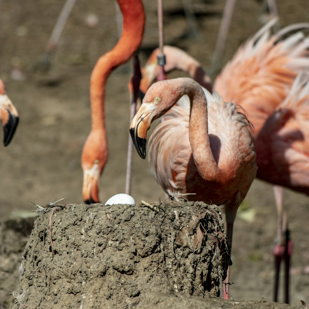 a group of flamingos standing next to each other