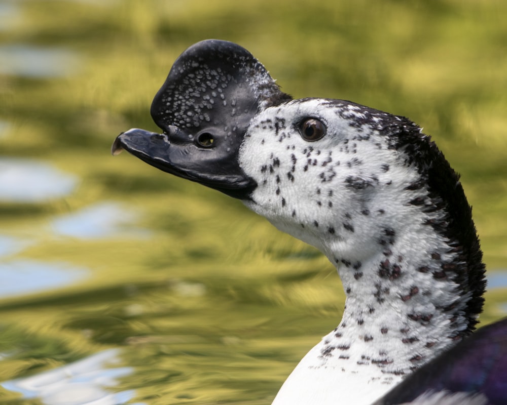 a close up of a duck in a body of water