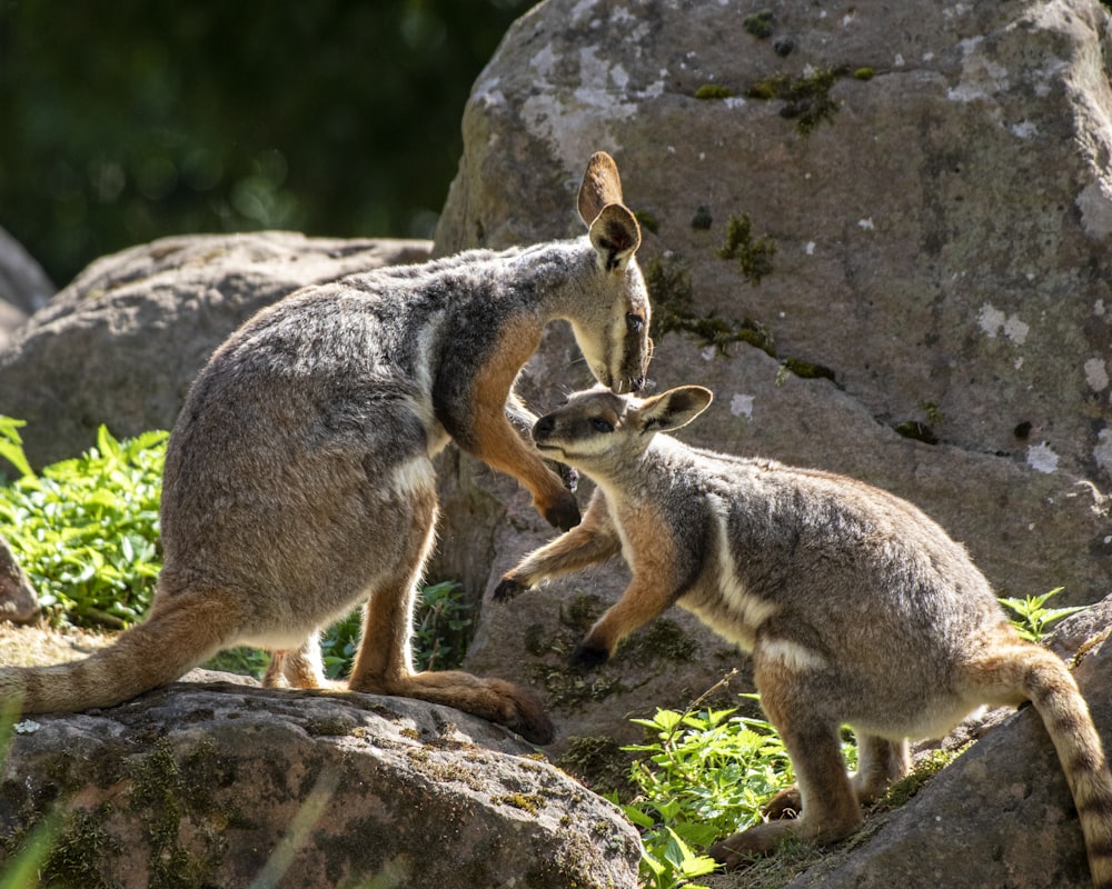 a couple of animals that are standing on some rocks